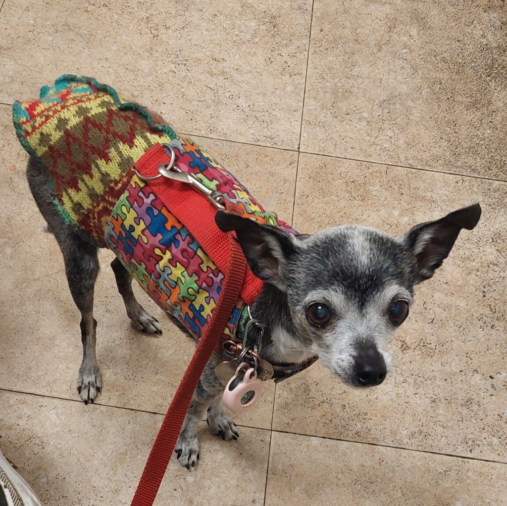 A small dog wearing a colorful sweater with a puzzle pattern and a red leash, looking curiously at the camera.