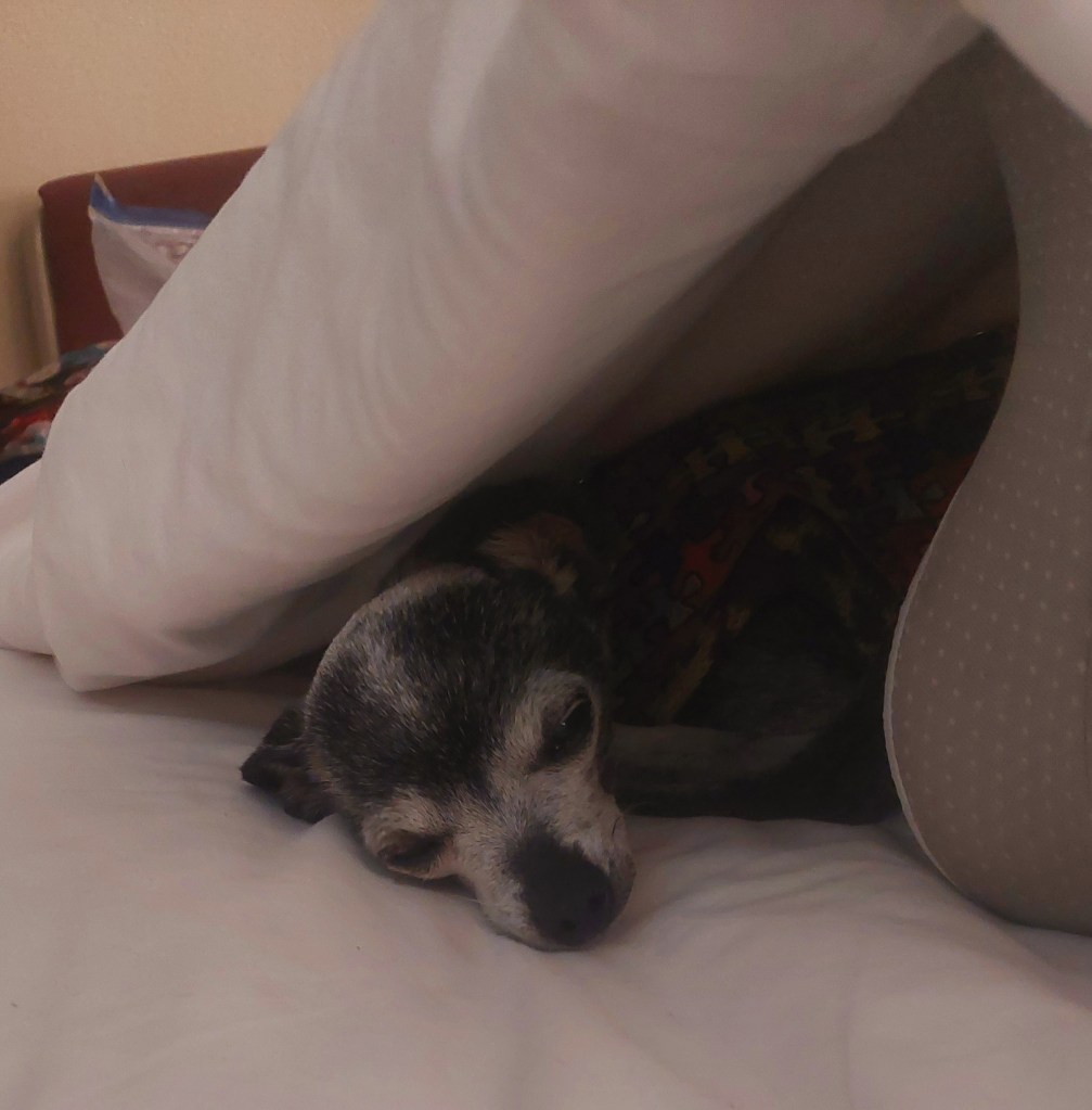 A small dog resting peacefully under a blanket on a bed.