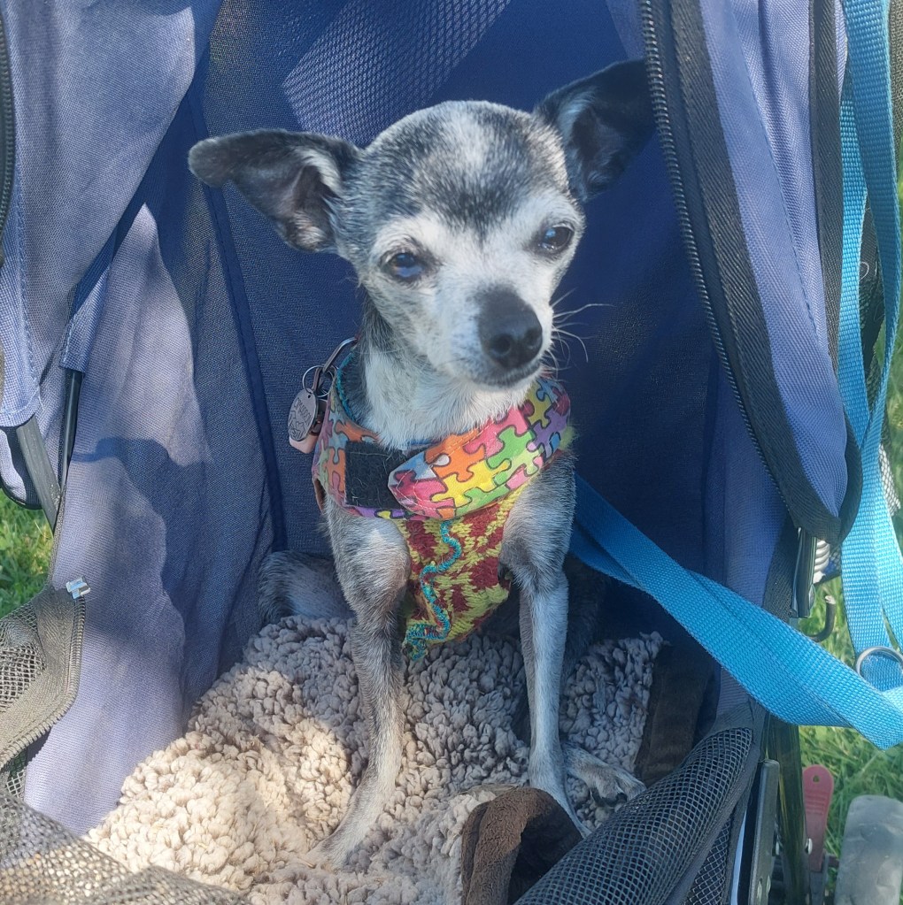 A small grey dog with a colorful puzzle-patterned harness sitting comfortably in a pet stroller.