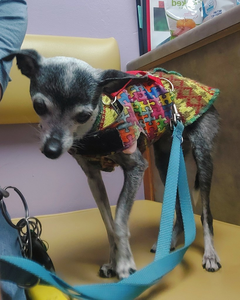 A small dog with a gray and black coat wearing a colorful puzzle-patterned harness and a decorative vest, standing on a yellow seat in a room with purple walls.