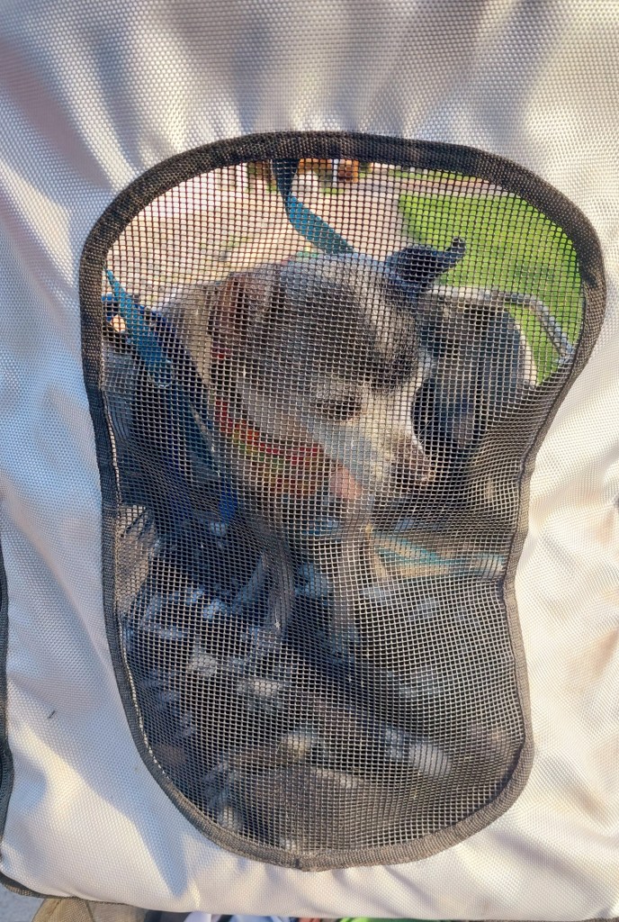 A dog peeking out from a mesh window of a pet carrier on a sunny day.