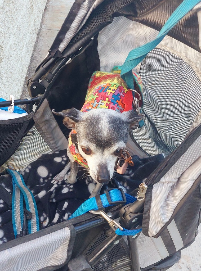 A small dog in a colorful puzzle-patterned harness sitting in a pet stroller, with a black and white blanket inside.