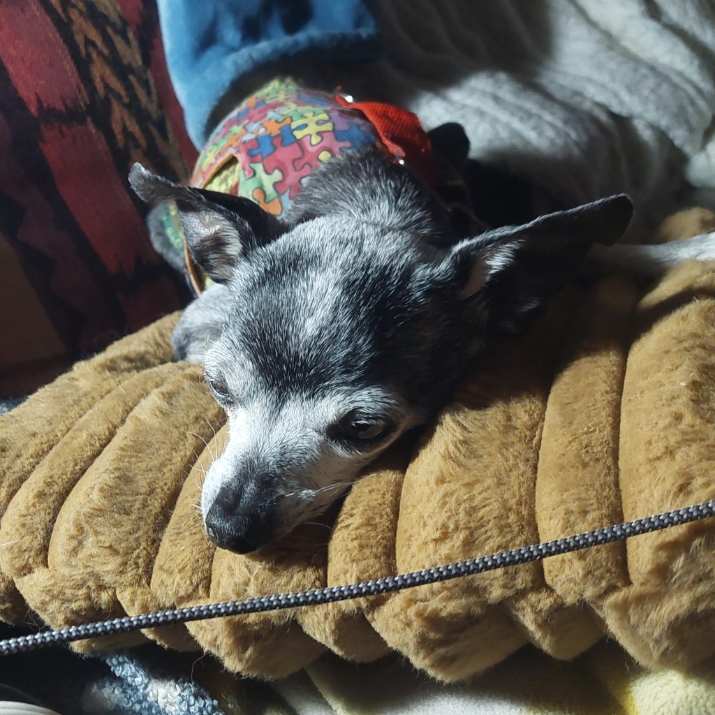 A small gray Chihuahua resting its head on a plush, golden-colored cushion, wearing a colorful puzzle-patterned harness.
