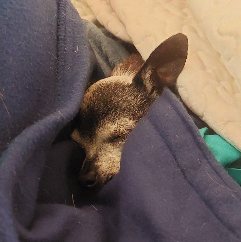 A small dog, likely a Chihuahua, is sleeping peacefully wrapped in blankets.