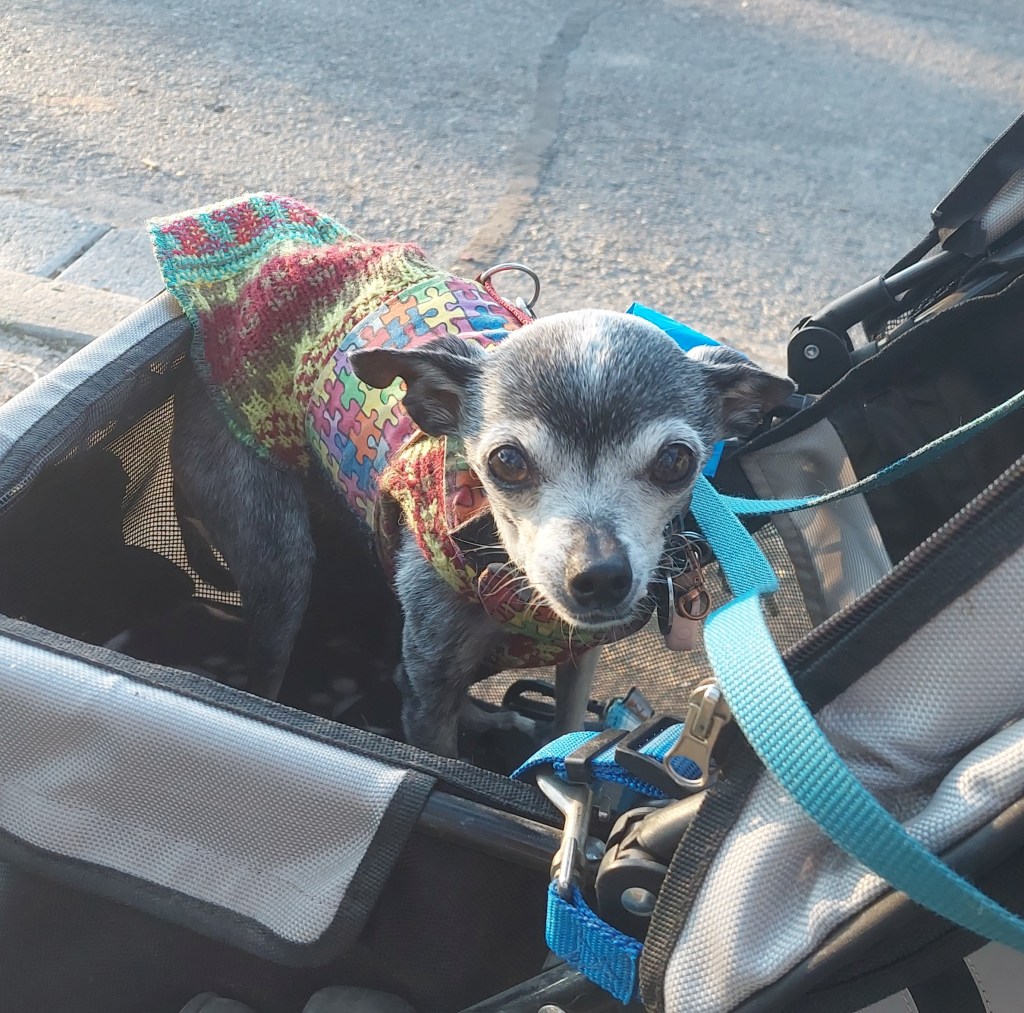 A small gray dog wearing a colorful patterned sweater sitting comfortably in a stroller.