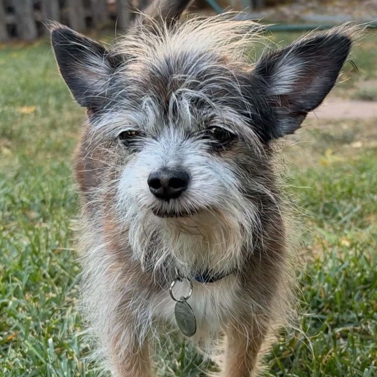 Close-up of a small grey and white scruffy dog standing on grass, looking towards the camera with a relaxed expression.