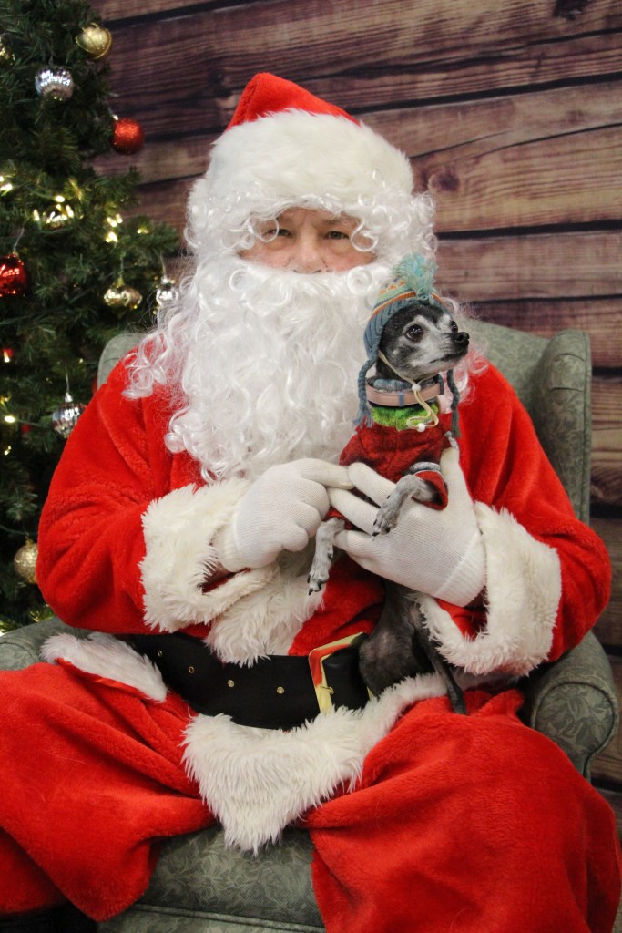 Santa Claus in a red suit holding a small dog wearing a festive outfit, sitting in front of a decorated Christmas tree.