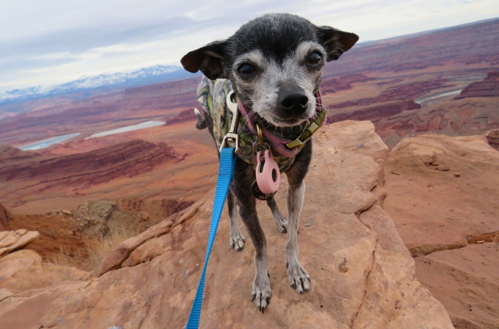 A small black and gray dog standing on a rock ledge with a vast canyon and snow-capped mountains in the background.