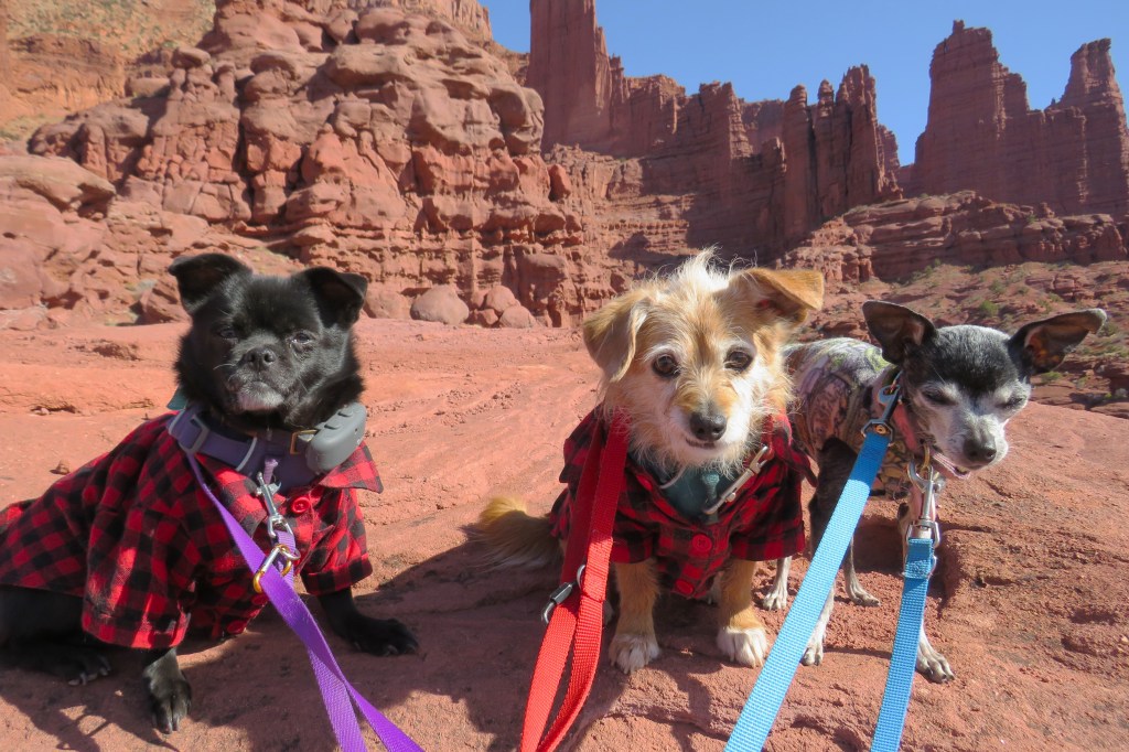Three small dogs wearing flannel jackets sit on red rocks with towering cliffs in the background.